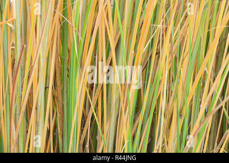 Reed stalks wallpaper. Grass straw background. Grass close up texture background. Stock Photo