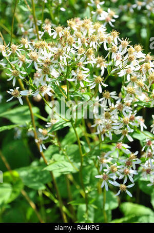 white forest aster (eurybia divaricata) Stock Photo