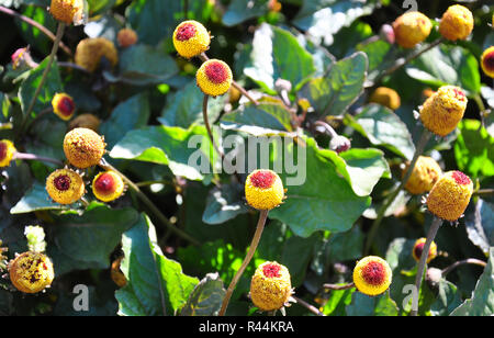 paracress (acmella oleracea) Stock Photo