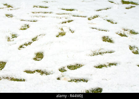 Footsteps in snow on green yellow grass. Ground covered with fresh snow and a print of human footsteps. Snow texture. White winter wallpaper. Stock Photo