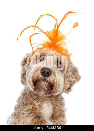 Head shot of young adult golden Labradoodle dog wearing orange head piece with feathers and tule, looking at lens with tilted head and brown eyes. Stock Photo