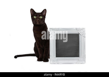 Handsome young adult Havana Brown cat sitting beside a white picture frame filled with writable blackboard, looking above camera with hypnotising gree Stock Photo