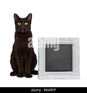 Handsome young adult Havana Brown cat sitting beside a white picture frame filled with writable blackboard, looking at camera with hypnotising green e Stock Photo