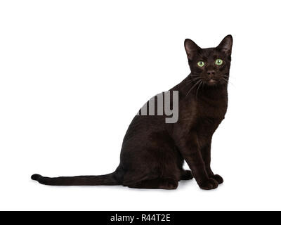 Handsome young adult Havana Brown cat standing side ways, looking at camera with hypnotising green eyes. Isolated on a white background. Stock Photo