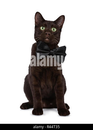 Handsome young adult Havana Brown cat sitting wearing a black bow tie, looking at camera with hypnotising green eyes. Isolated on a white background. Stock Photo