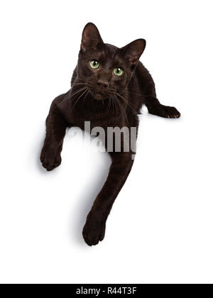 Handsome young adult Havana Brown cat laying down with paws hanging over edge, looking at camera with hypnotising green eyes. Isolated on a white Stock Photo
