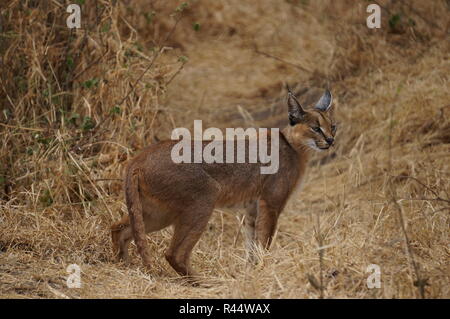 Caracal cat, rare sighting on the African plains Stock Photo