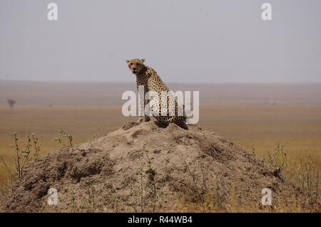 Cheetah on a rock, Serengeti Africa Stock Photo