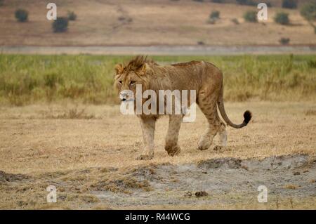 A young lion striding across the grasslands, Africa Stock Photo