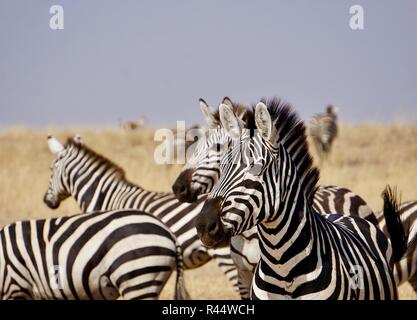 A herd of zebra on the plains of the Serengeti, Africa Stock Photo