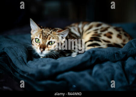 Purebred Young Bengal Kitten on rsting on her Blanket Stock Photo