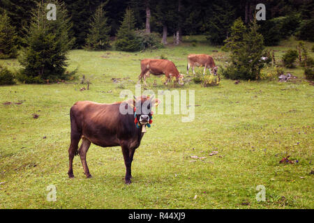 View of cows grazing on grass field with pine tree forest at high plateau. The image is captured in Trabzon/Rize area of Black Sea region located at n Stock Photo