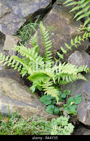 Matteuccia struthiopteris. Ostrich fern self seeded amongst rocks in the garden. Stock Photo