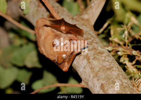Gambian Epauletted fruit bat Stock Photo