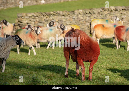 North Yorkshire, UK, 25 November 2018.A Bluefaced Leicester ram covered in raddle marker proving he's doing his job by serving the Swaledele ewes in his flock near Settle, North Yorkshire. Credit: John Eveson/Alamy Live News Stock Photo