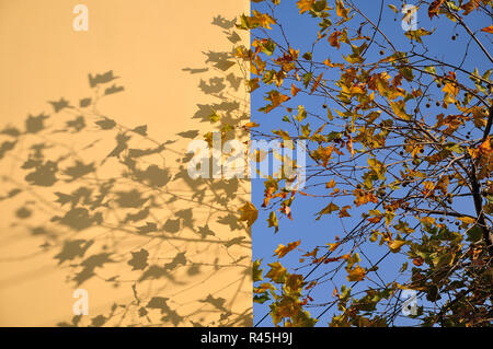 Shadows from leaf on a wall Stock Photo