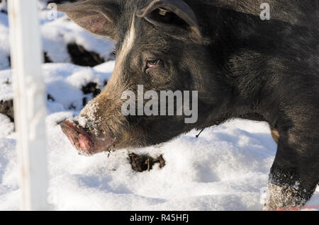 Free range pigs outside in the winter snow Stock Photo