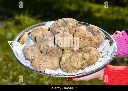 White truffles from Piedmont on tray Stock Photo