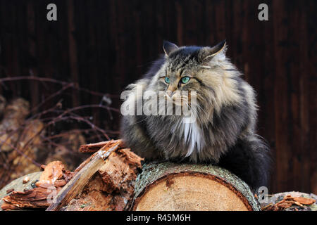 an evil-looking norwegian forest cat on tree trunks. a cat with an evil eye Stock Photo