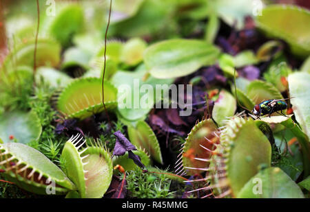 venus flytrap dionaea muscipula with prey Stock Photo