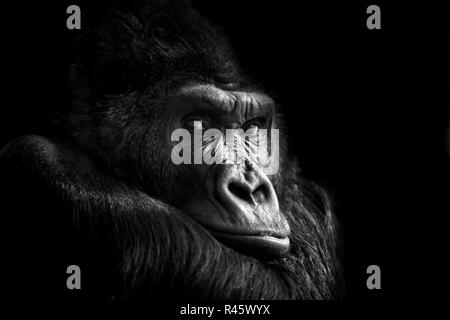 Beautiful Portrait of a Gorilla. Male gorilla on black background Stock Photo
