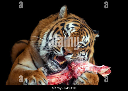 Close tiger eating meat on black background Stock Photo