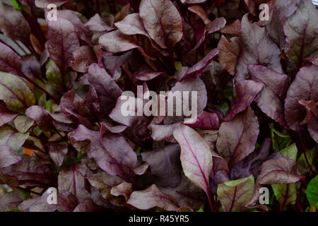 Baby beetroot salad leaves, variety bulls blood Stock Photo