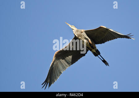 Great Blue Heron Flying in a Blue Sky Stock Photo