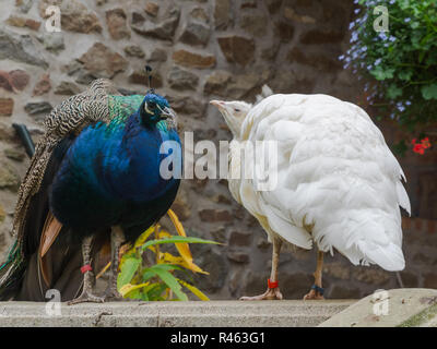 White and blue peacock playing together on the stone fence of a big old house with one white peacock. Stock Photo