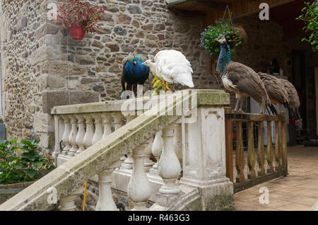 Four peacocks and peahens standing on the stone fence together in a backyard of a big old house with one white peacock. Stock Photo