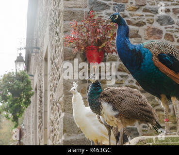 Three peacocks and peahens standing on the stone fence together in a backyard of a big old house with one white peacock. Stock Photo