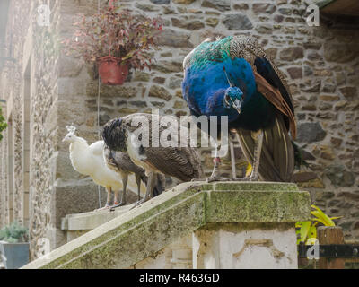 Three peacocks and peahens standing on the stone fence together in a backyard of a big old house with one white peacock. Stock Photo