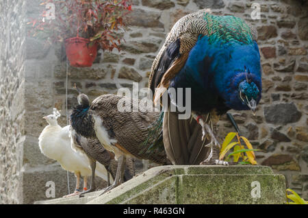 Three peacocks and peahens standing on the stone fence together in a backyard of a big old house with one white peacock. Stock Photo