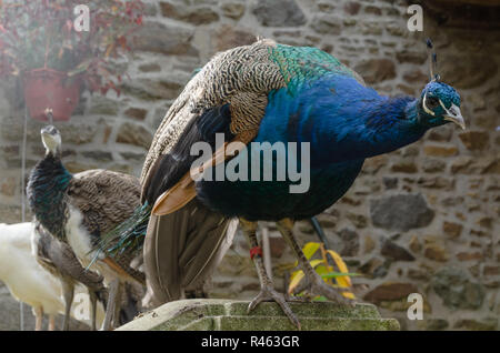 Three peacocks and peahens standing on the stone fence together in a backyard of a big old house with one white peacock. Stock Photo