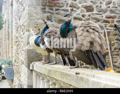 Three peacocks and peahens standing on the stone fence together in a backyard of a big old house with one white peacock. Stock Photo