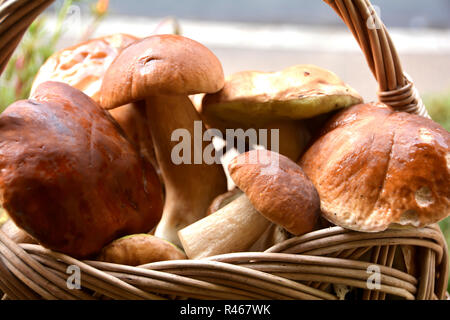 fresh collected porcini mushrooms in a basket Stock Photo