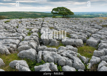 Limestone pavement at Hutton Roof Crags, a Cumbria Wildlife Trust ...