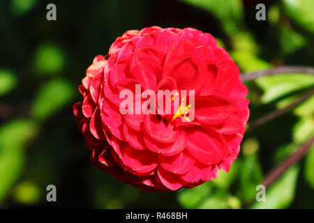Red dahlia flower - Close up image with dahlia flower Stock Photo