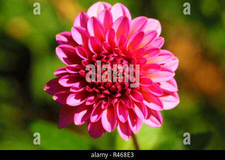 Red dahlia. Beautiful red blooming dahlia with a grey background. Red dahlia is genus of flowering plants in sunflower family Asteraceae . Close view  Stock Photo