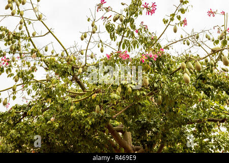 Flowering Asimina triloba, the papaw, pawpaw, paw paw, or paw-paw tree, Monreale, Sicily, Italy. Stock Photo