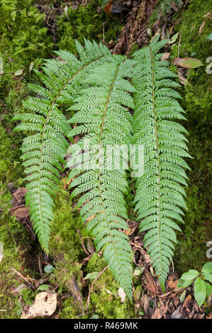 Hard Shield-fern (Polystichum aculeatum) growing in a White Peak dale, Peak District National Park, England