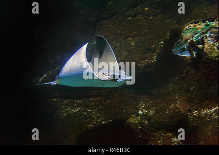 A sting ray passes by in the Oceanografic aquarium at the City of Arts and Sciences, Valencia, Spain. Stock Photo