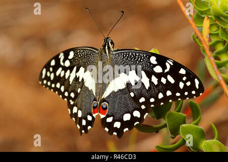 Citrus swallowtail butterfly resting on a plant in Kirstenbosch National Botanical Garden in Cape Town. Stock Photo