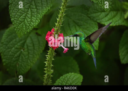 Tiny green garden emerald hummingbird in flight with small red flower Stock Photo