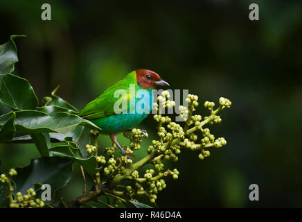 Bay headed tanager image taken in Panama Stock Photo