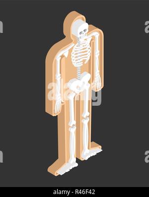 Skeleton isometric anatomy of human body. Internal organs 3D. Skull and Bones. Pelvic bone and ribs. Spine and vertebrae. organ systems body. Stock Vector