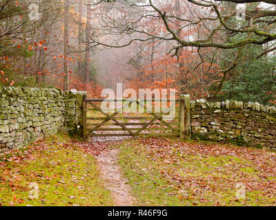 Autumn woodland scene from along the Teesdale way following the river Tees in Barnard Castle County Durham England UK Stock Photo