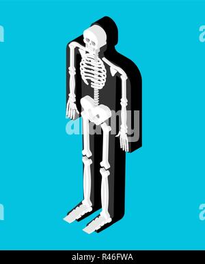 Skeleton isometric anatomy of human body. Internal organs 3D. Skull and Bones. Pelvic bone and ribs. Spine and vertebrae. organ systems body. Stock Vector