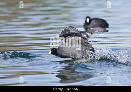 American Coot on the Attack Stock Photo