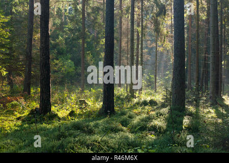 autumnal morning with sunbeams entering forest Stock Photo